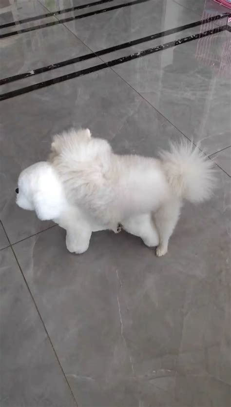 🐶 Dog Sex Doll & Dog Sex Toy Store – Realistic Mating Toys for Male Dogs