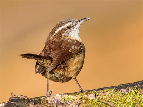 Carolina Wren | Audubon Field Guide
