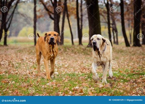Two Fila Brasileiro Dogs, Autumn Scene Stock Image - Image of fugitive ...