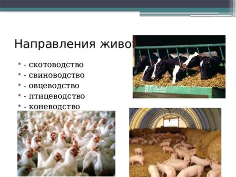 Животноводство России - география, презентации