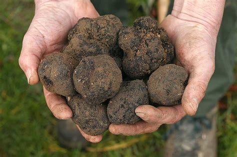 Are Truffles Mushrooms? Everything You Should Know - A-Z Animals