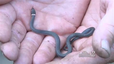 In Search of Pennsylvania’s Smallest Snakes | wnep.com
