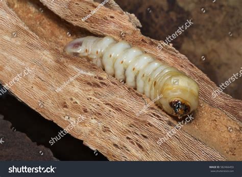 593 Larva Stag Beetle Images, Stock Photos & Vectors | Shutterstock