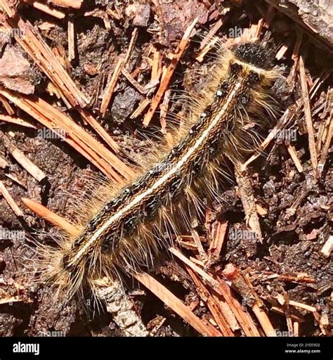 Eastern Tent Caterpillar Moth (Malacosoma americana Stock Photo - Alamy