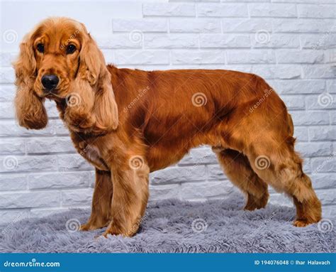 An English Cocker Spaniel with a Very Beautiful Haircut Stands on Four ...