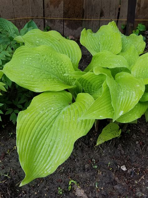 Hosta 'Sun Power' - The Salty Knitter