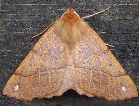 Feathered Thorn 2 (Colotois pennaria) Moth on Wooden Floor
