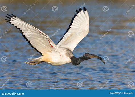 African Sacred Ibis stock image. Image of wilderness, aviation - 6620957