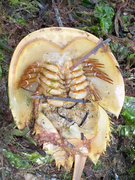 Horseshoe Crab vs Hermit Crab: Key Differences & Complete Guide ...