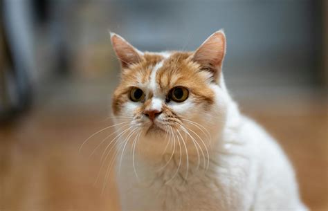 Mexican+Big+Ass Photos, Download The BEST Free Mexican+Big+Ass Stock ...