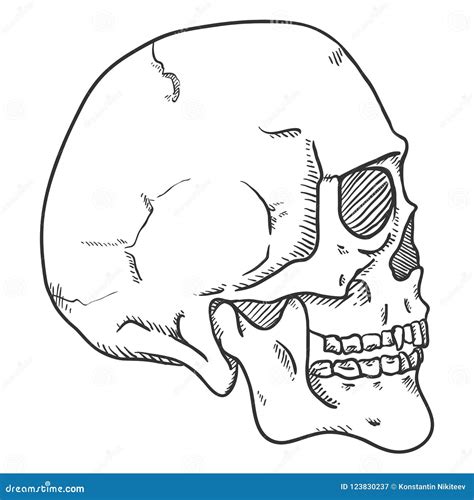 Vector Single Sketch Illustration - Human Skull. Side View. Stock ...