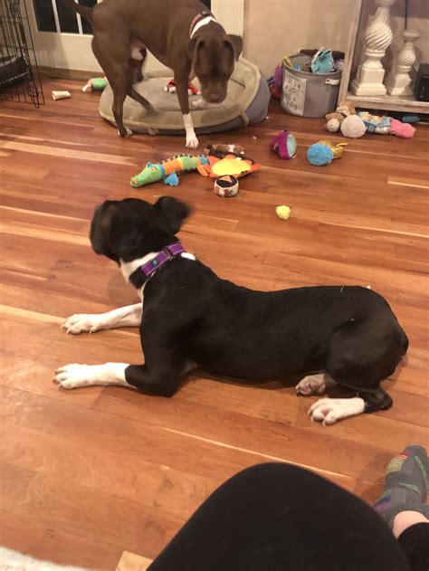 Dog for Adoption - Tess, a Basset Hound in Avon, OH | Alpha Paw