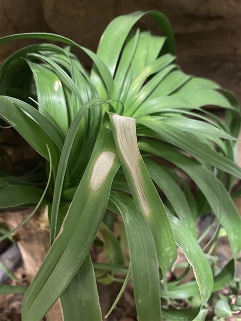 ponytail palm problems, I suspect the terrarium light is too close and ...