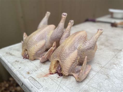 Broiler Chicken Meat