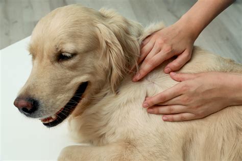 Is A Dog Vaccine Lump Normal? - Loveland Regional Animal Hospital