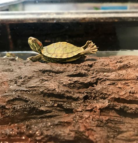 Baby Red Ear Slider Turtle