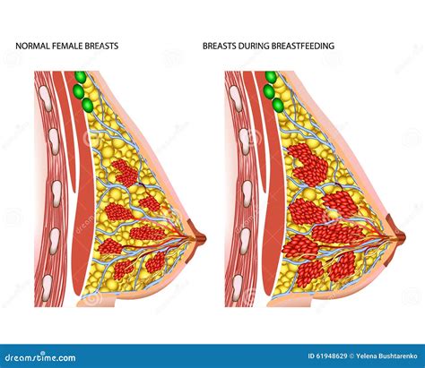 Breasts during Breastfeeding Stock Vector - Illustration of child ...