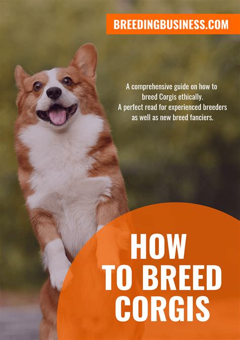 How To Breed Welsh Corgis — Best Practices in Corgi Breeding