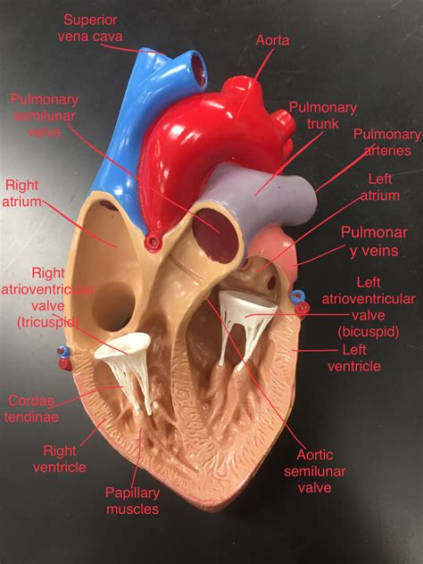Heart anatomy - labeled | Basic anatomy and physiology, Human anatomy and physiology, Medical ...