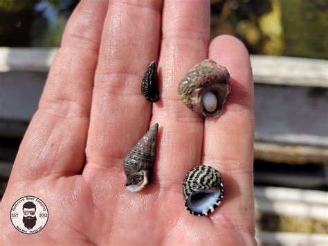 30x Four Snail Mix Nerite, Turbo, Cerith, Stocky Snail- Saltwater Algae ...