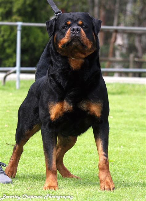 Rottweiler | Large dog breeds, Dog breeds, Rottweiler puppies