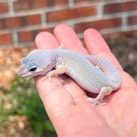 Leopard Gecko Blizzard