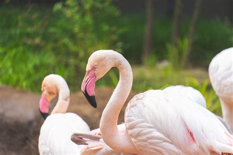 Philadelphia Zoo Unveils Brand-New Aviary “Flamingo Cove ...