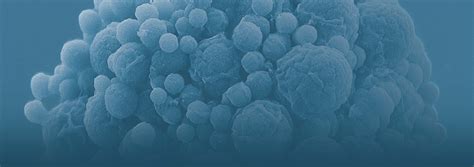 First Minimal Synthetic Bacterial Cell | J. Craig Venter Institute