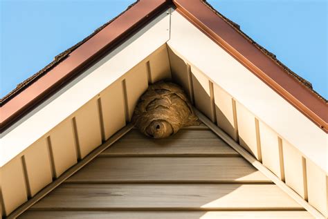 Wasp Nest Removal | ABC Humane Wildlife Control and Prevention