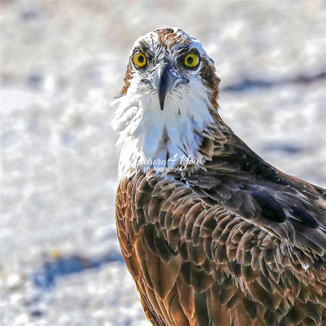 Birds - Osprey - Sea Hawk | Nature4you - photography