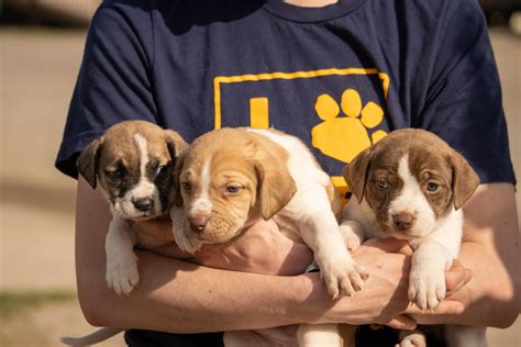 PEDIGREE Foundation Announces 2024 Grant Cycle - Pedigree Foundation