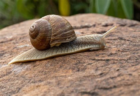 How To Get Rid Of Cutworms: 14 Fantastic Methods