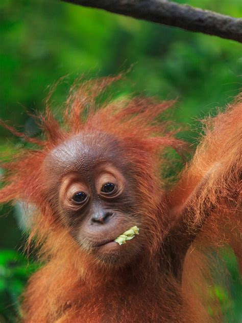 Bad Hair Day Animals