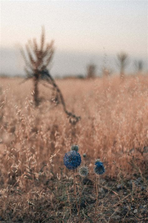 Download Dandelion Blue Flowers Phone Wallpaper | Wallpapers.com