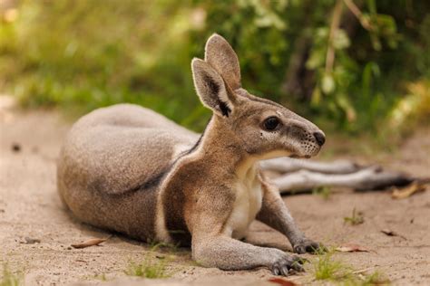 10 Australian animals once thought extinct - Australian Geographic