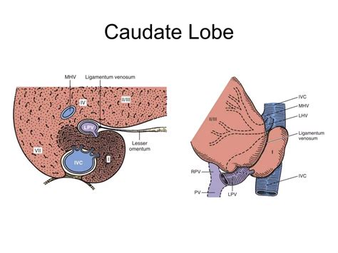 Surgical liver anatomy | PPT