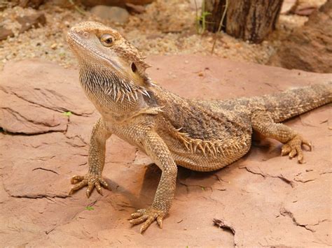 800+ Free Брадат Агаме & Bearded Dragon Images - Pixabay