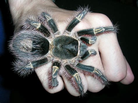 Grammostola Pulchripes - Chaco Golden Knee