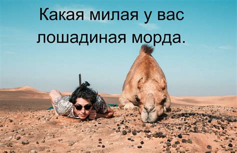 Смешные фразы и выражения: угарные цитаты и короткие афоризмы до слез!