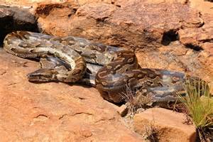 8-Foot Python Spotted on Atlanta Beltline