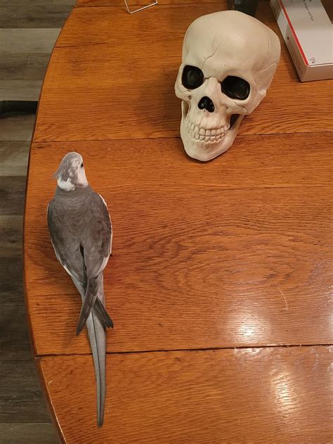Alas, poor Yorick! : r/cockatiel