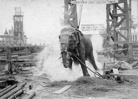 Odd This day: Jan 4, 1903: Topsy the Elephant Publicly Executed