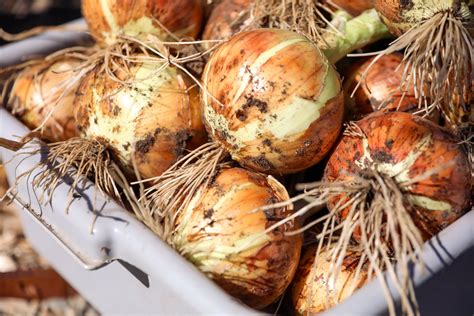How to Harvest, Cure, and Store Onions (Walla Walla Sweet Onion Guide ...