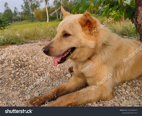 Does The Galician Shepherd Dog Bite Hard