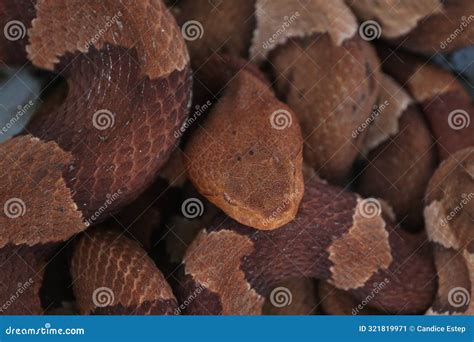 Venomous Copperhead Snakes Closeup Stock Image - Image of snakes ...