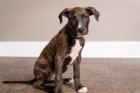 Pinnectomy | Anicira