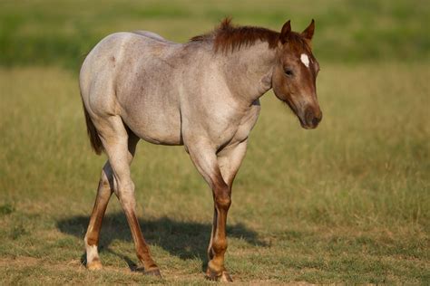Strawberry Roan Quarter Horse