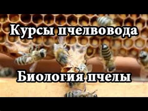 Курсы пчеловодства | Биология пчелиной семьи (Education beekeeping ...