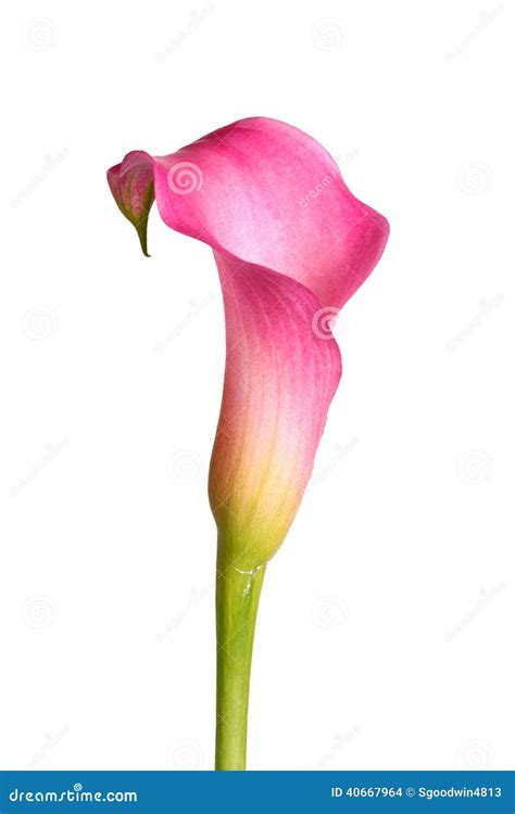 Single Pink Zantedeschia Calla Flower Stock Photos - Free & Royalty ...