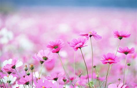 Free Flower Wallpapers - Top Free Free Flower Backgrounds - WallpaperAccess